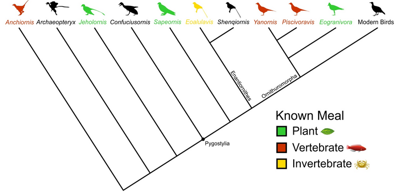 Simplified family tree of birds. All seven fossil birds with meals fossilised in their stomachs are colour coded. The other 150+ named species of Mesozoic birds do not preserve any meals. Image credit: Case Vincent Miller & Michael Pittman, silhouettes from phylopic.org